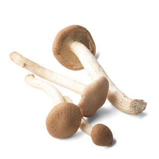 Disse are cultivated mushrooms with a brown outer skin, a firm texture, and a strong, nutty flavor. They are available infrequently. Cremini are a good substitute in recipes.