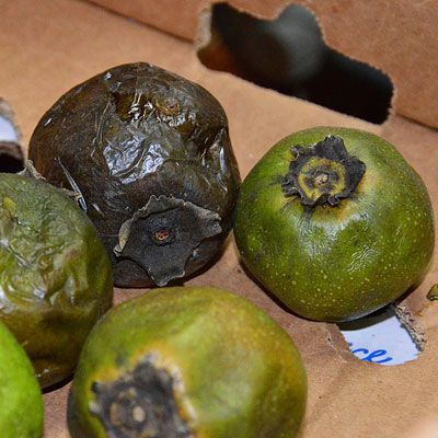  black sapote, sometimes known as the chocolate pudding fruit because of the color and texture of its flesh is native to Central and South America. Today is it often used to make dessert in the Philippines and Mexico. In Central American the black sapote is fermented to make a liqueur. 