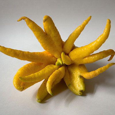 Acest fruit may look like a frightening Halloween prop, but it is actually part of the citron family. Its “fingers” can be segmented for consumption; however, it is typically used for its citrus-like fragrance or for zest. Buddha’s hand is native to Northeast India and China.