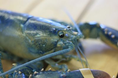 albastru lobster