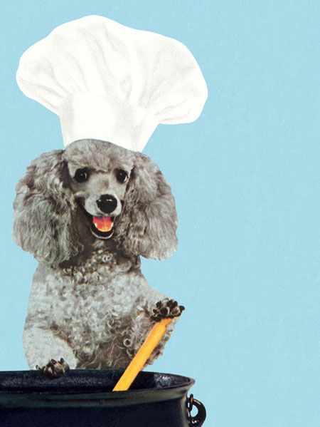 hund chefs hat