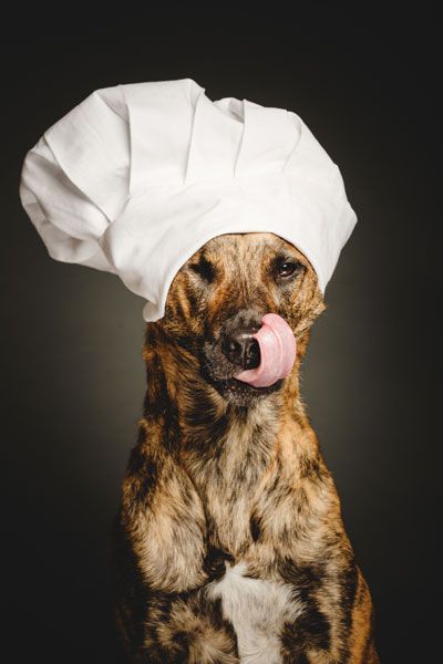 hund chefs hat